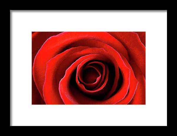 Bud Framed Print featuring the photograph Red Rose by Nicholas Free