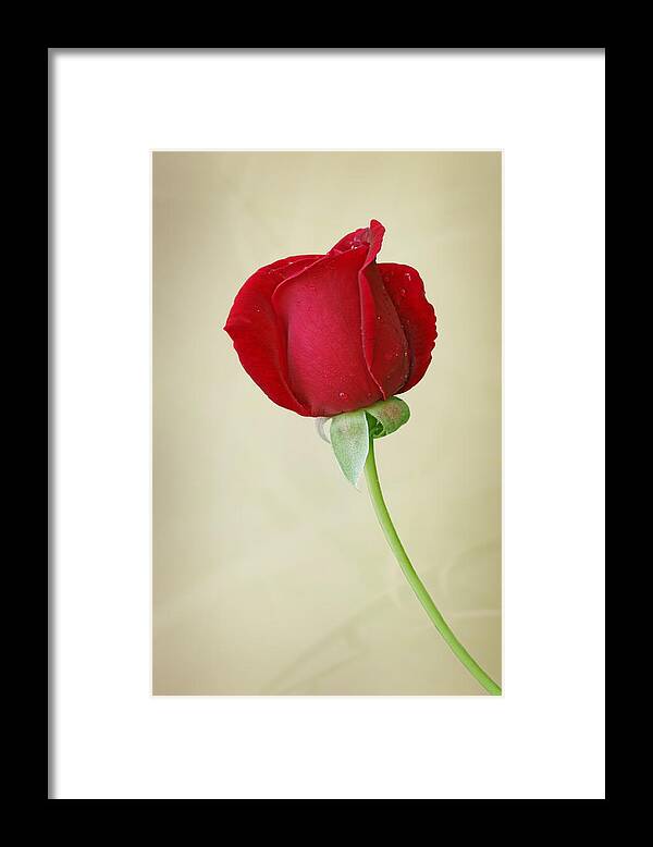 Rose Framed Print featuring the photograph One Red Rose by Sandy Keeton