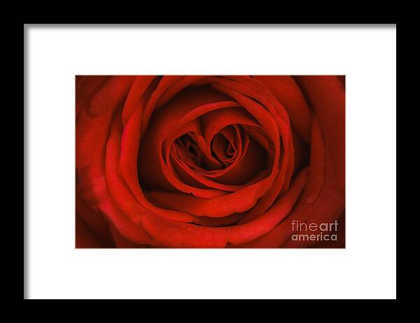 Red Rose Framed Print featuring the photograph Red Rose by Tamara Becker