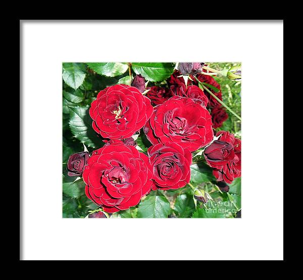 Red Roses Framed Print featuring the photograph Red Roses by Vesna Martinjak