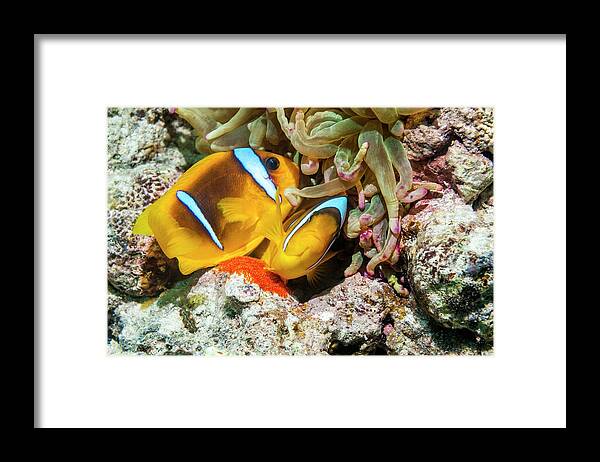 Nobody Framed Print featuring the photograph Red Sea Anemonefish Spawning by Georgette Douwma