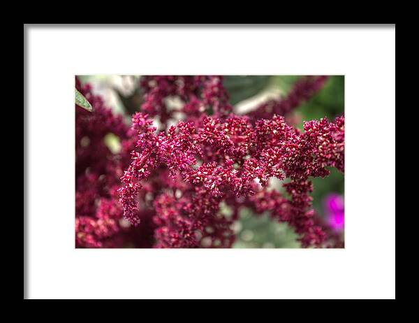 Red Framed Print featuring the photograph Red by Shannon Louder