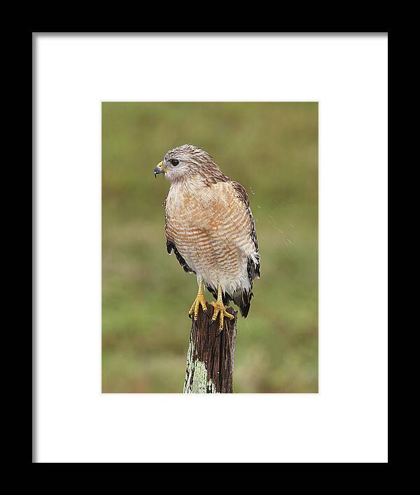 Buteo Lineatus Framed Print featuring the photograph Red-shouldered Hawk by Manuel Presti/science Photo Library