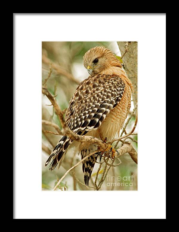 Red Shouldered Hawk Framed Print featuring the photograph Red Shouldered Hawk by Millard H. Sharp