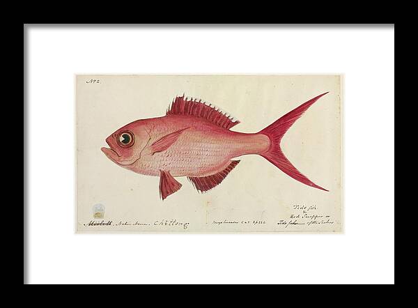 Artwork Framed Print featuring the photograph Red Snapper Fish by Natural History Museum, London/science Photo Library