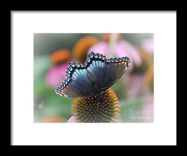 Red Spotted Admiral Butterfly Framed Print featuring the photograph Red Spotted Admiral Butterfly by Yumi Johnson