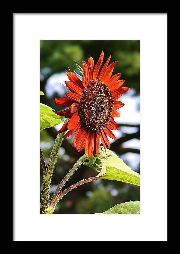Flora Framed Print featuring the photograph Red Sunflower by Bruce Bley