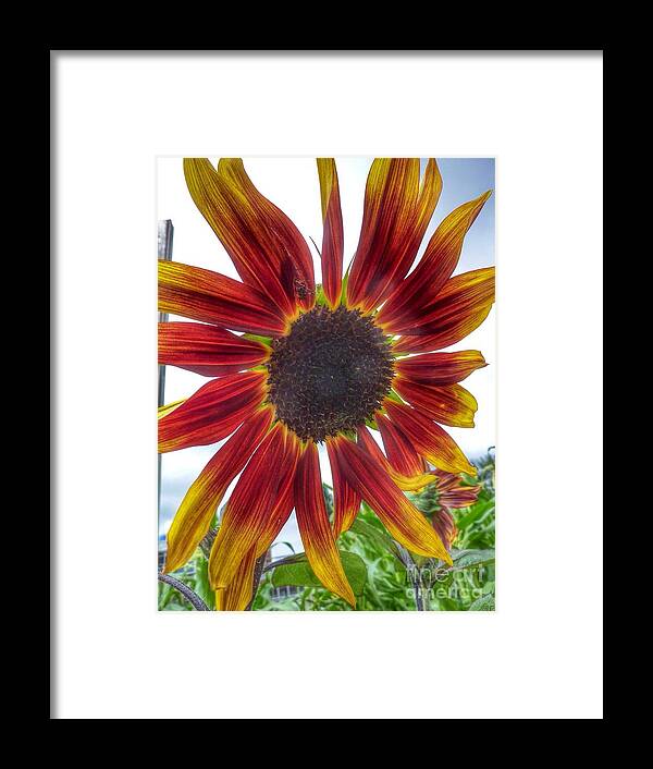 Flower Framed Print featuring the photograph Red Sunflower by Susan Garren