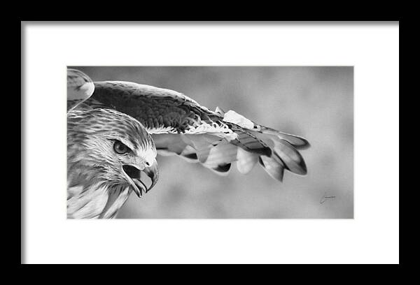 Hawk Framed Print featuring the drawing Red Tail by Stirring Images