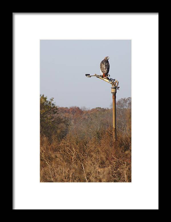Red Tail Hawk Framed Print featuring the photograph Red Tail Hawk New York by Bob Savage