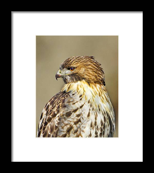 Red Tailed Hawk Framed Print featuring the photograph Red Tail Hawk-Profile of Intensity by John Vose
