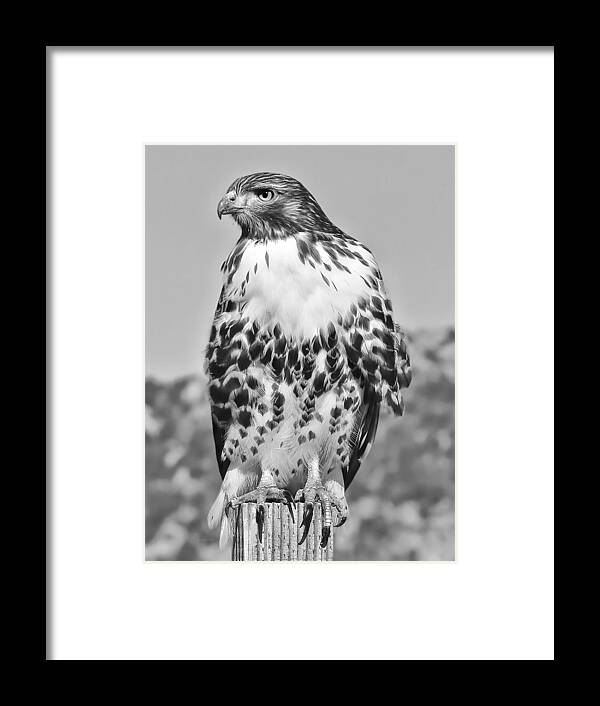 Hawk Framed Print featuring the photograph Red Tail Hawk Youth Black and White by Jennie Marie Schell