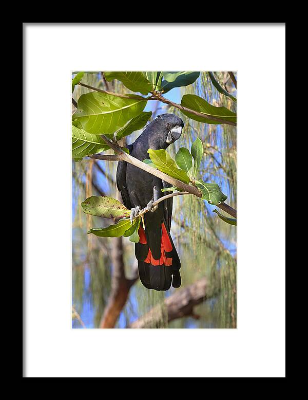 Martin Willis Framed Print featuring the photograph Red-tailed Black-cockatoo Queensland by Martin Willis