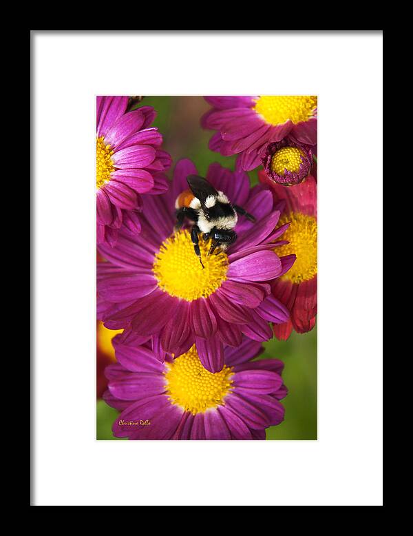 Bumble Bee Framed Print featuring the photograph Red Tailed Bumble Bee by Christina Rollo