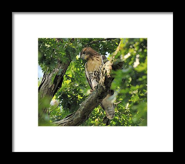 Wildlife Framed Print featuring the digital art Red Tailed Hawk by Angel Cher