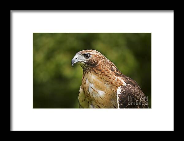 Bird Framed Print featuring the photograph Red-tailed Hawk by David Davis