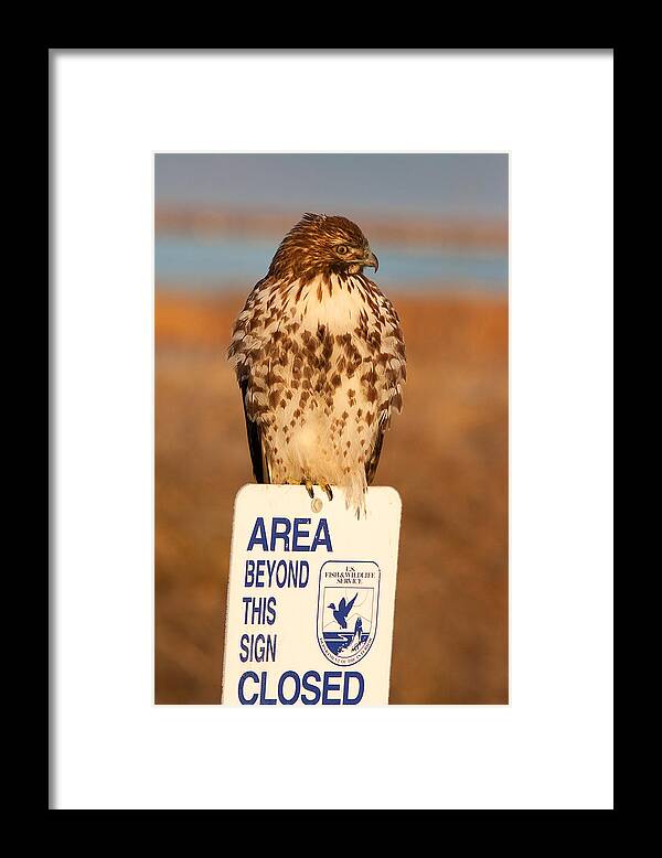 Red-tailed Hawk Framed Print featuring the photograph Red Tailed Hawk Lower Klamath National Wildlife Refuge Northern California by Ram Vasudev