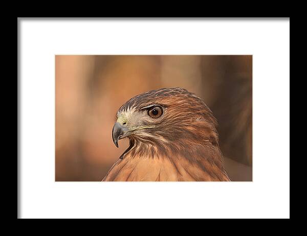 Red-tailed Hawk Framed Print featuring the photograph Red-tailed Hawk by Nancy Landry