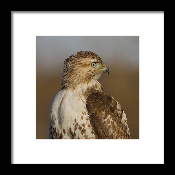 Beak Framed Print featuring the photograph Red-tailed Hawk portrait by Larry Bohlin