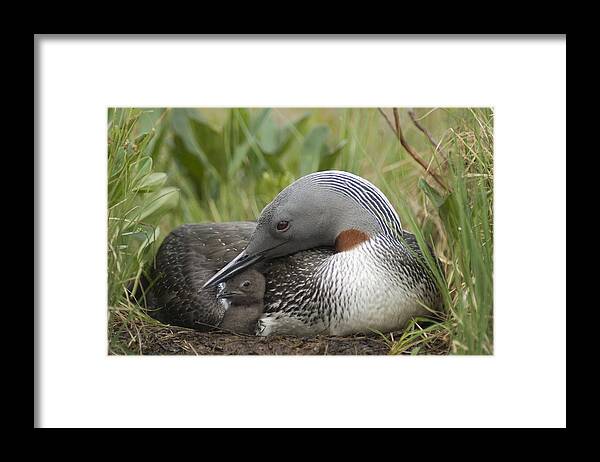 Feb0514 Framed Print featuring the photograph Red-throated Loon With Day Old Chick by Michael Quinton