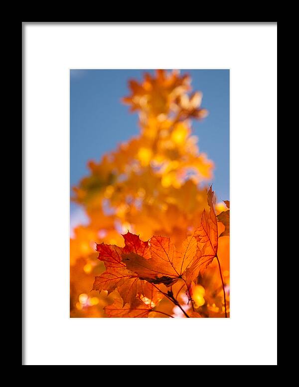 Salem Framed Print featuring the photograph Red tipped gold by Jeff Folger