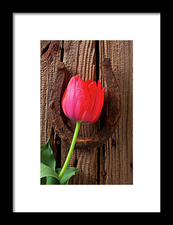 Outdoors Framed Print featuring the photograph Red Tulip And Lucky Horseshoe by Garry Gay
