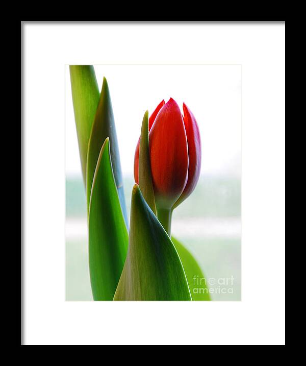 Tulip Framed Print featuring the photograph Red Tulip Day 1 by Nancy Mueller