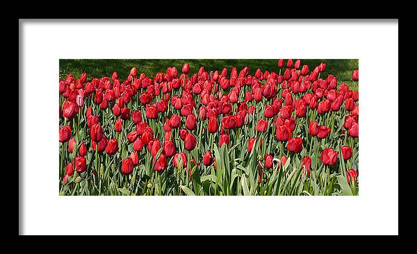 Tulip Framed Print featuring the photograph Red Tulip Field by Richard Reeve