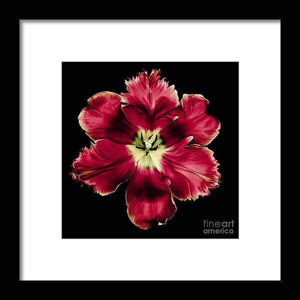 Parrot Tulip Framed Print featuring the photograph Red Tulip by Oscar Gutierrez