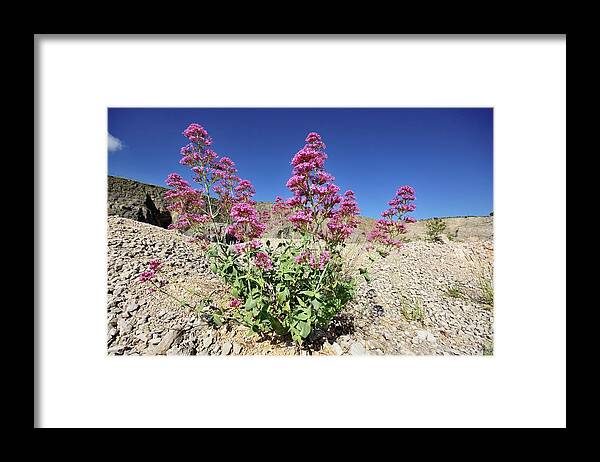 Red Valerian Framed Print featuring the photograph Red Valerian (centranthus Ruber) Flowers by Bruno Petriglia