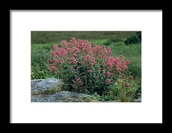 Red Valerian Framed Print featuring the photograph Red Valerian Flowers (centranthus Ruber) by Tony Wood/science Photo Library