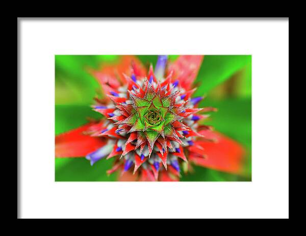 Outdoors Framed Print featuring the photograph Red White And Blue by Sergio Quesada Photography