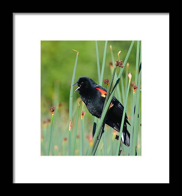 Bird Framed Print featuring the photograph Red WIng Blackbird Sings by Ronda Broatch