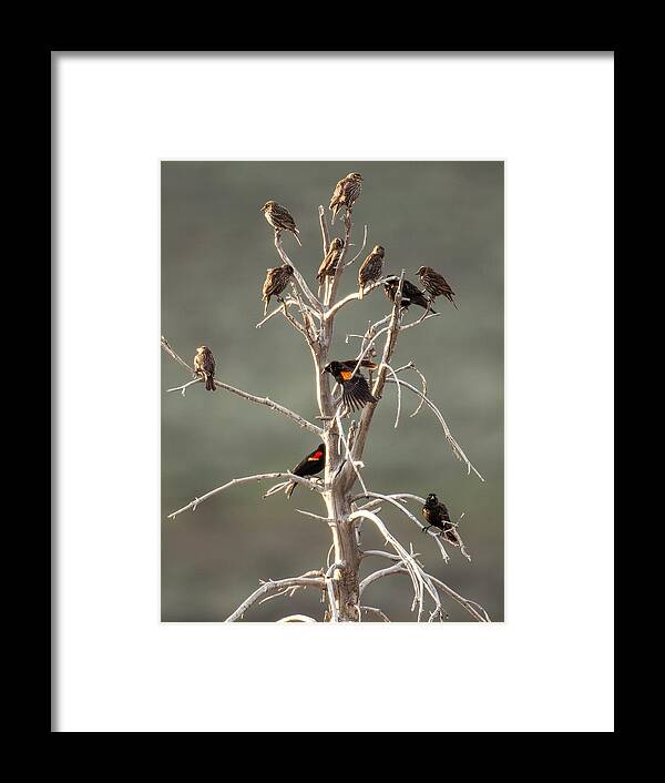 Bird Framed Print featuring the photograph Red Wing Gathering by Kevin Dietrich