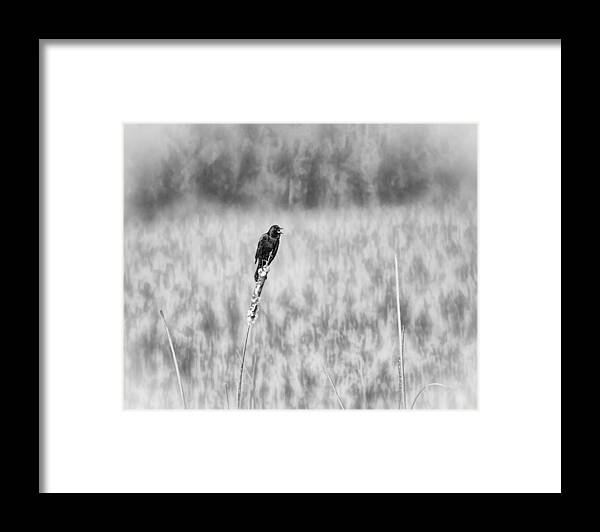 Red-winged Blackbird Framed Print featuring the photograph Red-wing Singing in the Marsh by Thomas Young