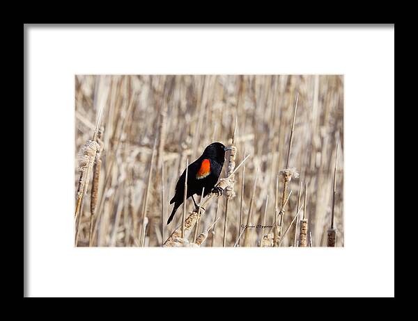 Bird Framed Print featuring the photograph Red-winged Blackbird 2 by Steven Clipperton