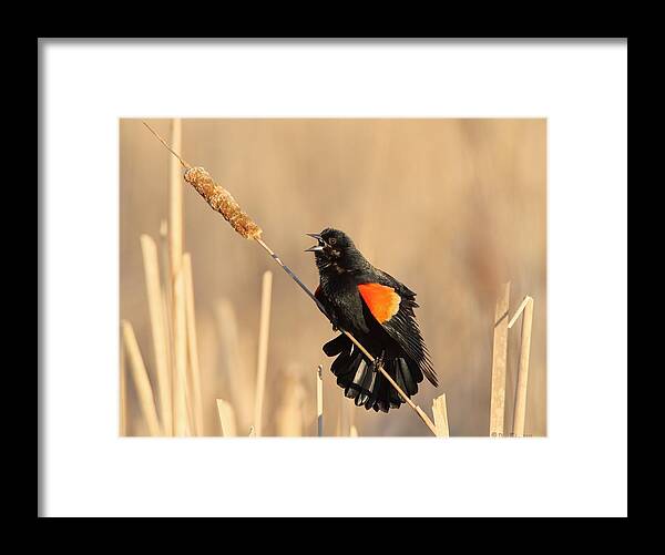 Red Winged Blackbird Framed Print featuring the photograph Red Winged Blackbird on Cattail by Daniel Behm