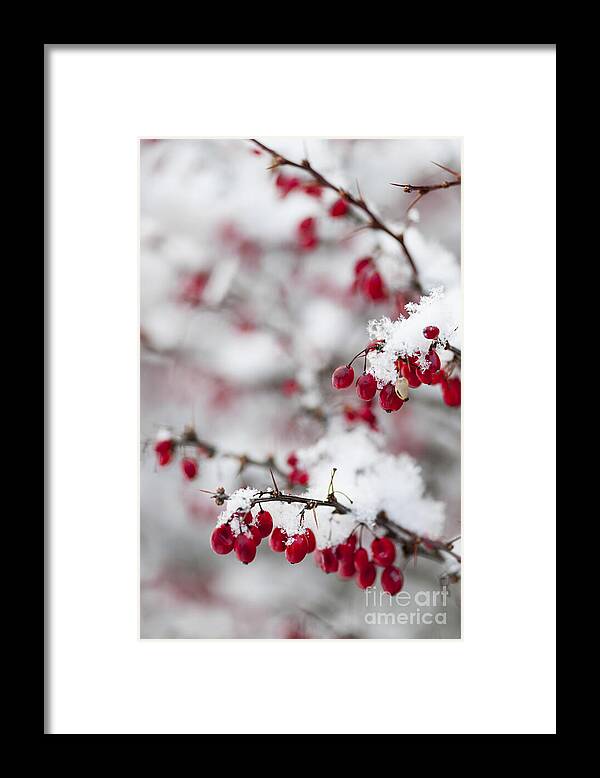 Berries Framed Print featuring the photograph Red winter berries under snow 2 by Elena Elisseeva