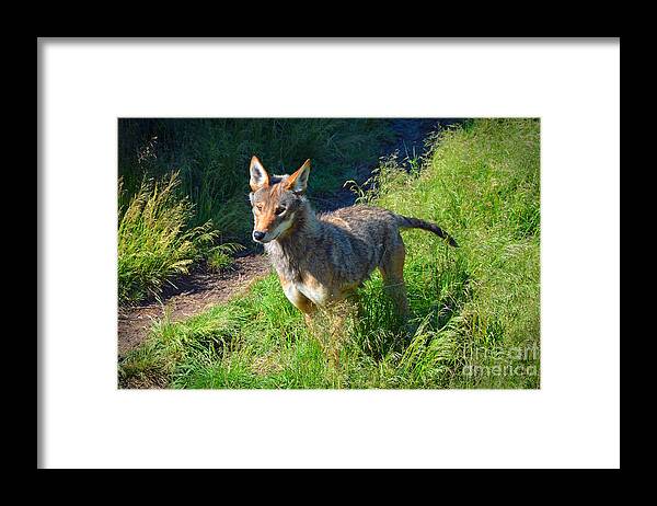 Red Wolf Framed Print featuring the photograph Red wolf pup by Frank Larkin