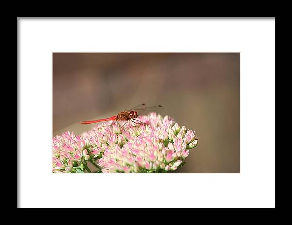 Red Dragonfly Framed Print featuring the photograph Red Wonder by Sue Chisholm