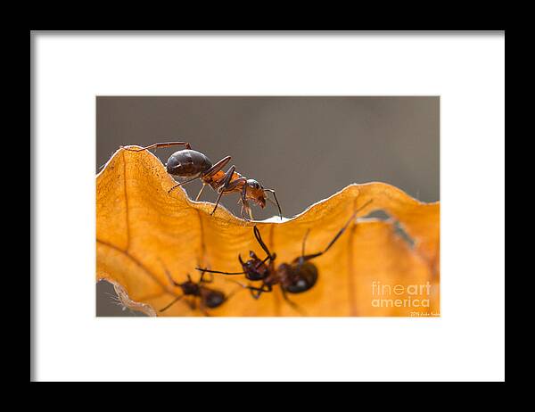 Ants Framed Print featuring the photograph Red Wood Ants by Jivko Nakev