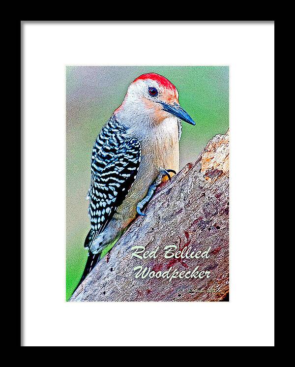 Bird Framed Print featuring the photograph Redbellied Woodpecker Poster Image by A Macarthur Gurmankin