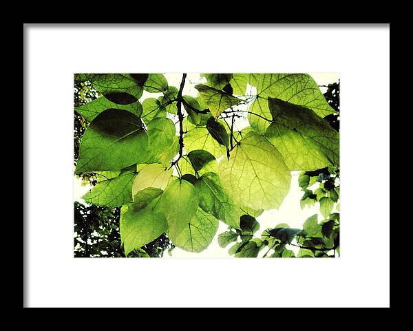 Leaf Framed Print featuring the photograph Catalpa Branch by Angela Rath