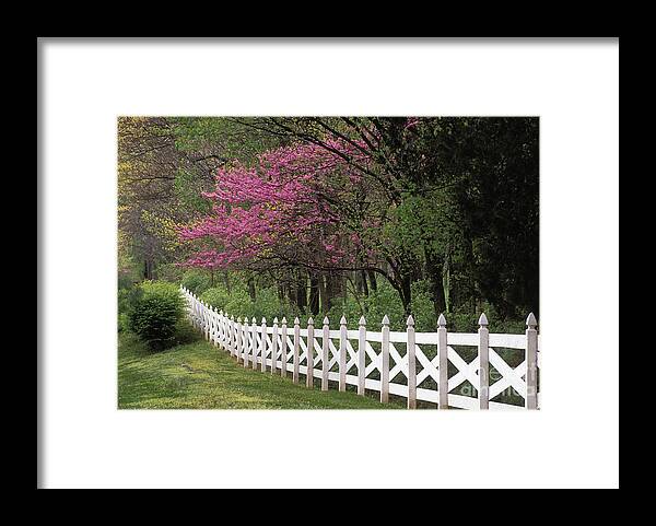 Eastern Framed Print featuring the photograph Redbud - FS000814 by Daniel Dempster