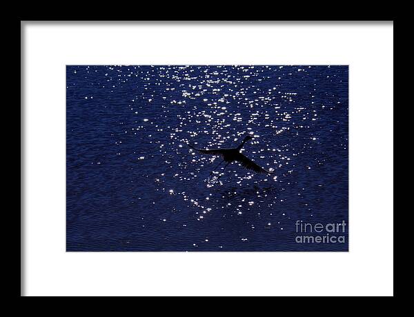 Birds Framed Print featuring the photograph Reddish Egret Light by John F Tsumas