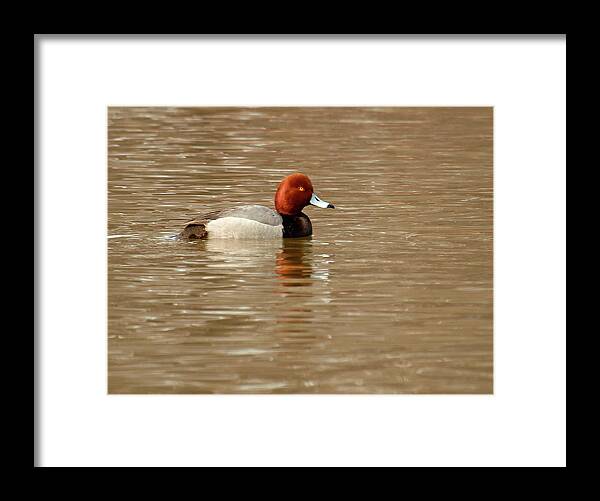(aythya Americana) Framed Print featuring the photograph Redhead Duck by Thomas Young