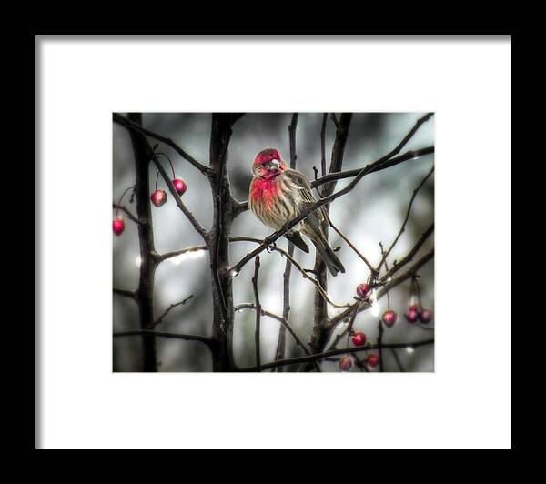Red Birds Framed Print featuring the photograph REDS of WINTER by Karen Wiles