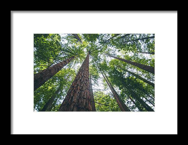 Sequoia Tree Framed Print featuring the photograph Redwood forest by MarioGuti