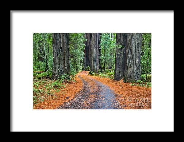 California Framed Print featuring the photograph Redwood Way by Alice Cahill