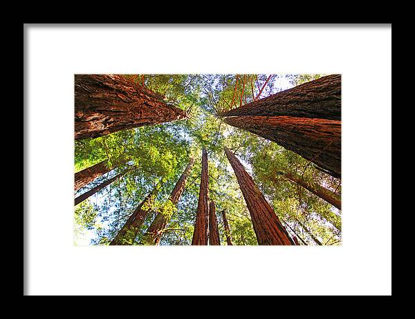 Redwoods Framed Print featuring the photograph Redwoods by Jack Schultz